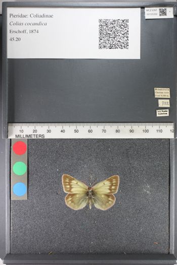 Media type: image;   Entomology 125332